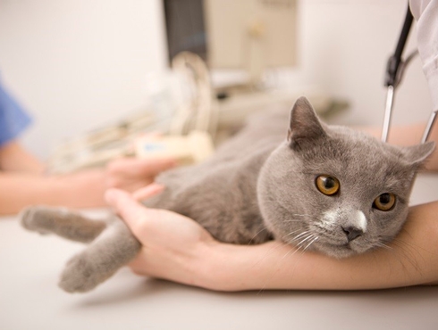 Comment assurer la guérison d’un abcès ou d’une plaie chez votre chat?