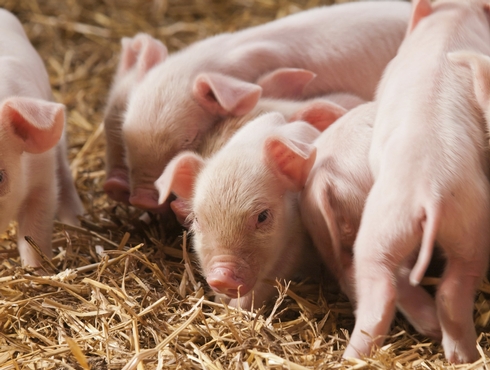 Petits élevages porcins : la réglementation, les soins de base, la santé, et le bien-être.