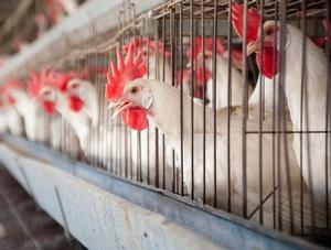Le Parlement européen veut limiter le recours aux antibiotiques dans les élevages