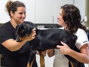 La Journée vétérinaire mondiale : soulignons l’apport des médecins vétérinaires
