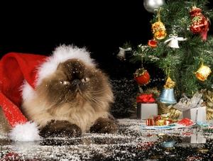 Offrir un animal en cadeau à Noël : un geste à éviter