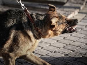 Chiens dangereux - L’Ordre des médecins vétérinaires du Québec met en garde les villes et municipalités du Québec relativement à la certification de la dangerosité d’un chien