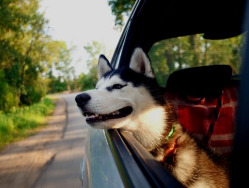 Prévenir les coups de chaleur : ne laissez jamais un animal dans la voiture lors de journées chaudes