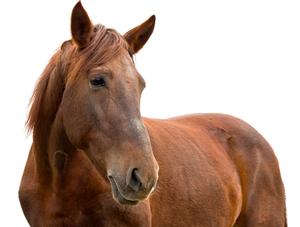 De nouveaux outils de biosécurité disponibles afin d’assurer la santé des chevaux