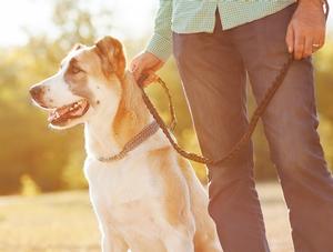 Encadrement des chiens : un projet de loi incomplet selon  l’Ordre des médecins vétérinaires du Québec