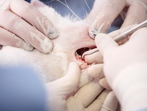 La dentisterie animale : une intervention médicale loin d’être banale