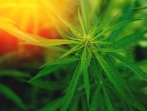 La légalisation du cannabis : attention aux intoxications !