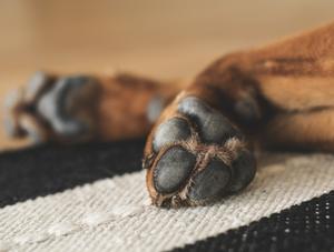 Pratique illégale de la médecine vétérinaire : Un homme reconnu coupable après avoir procédé à une amputation sur son chien