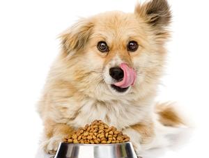 L'alimentation non conventionelle pour le chien et le chat