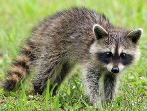 Attention aux bébés ratons!