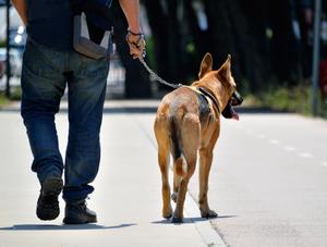 Règlement sur l’encadrement des chiens : l’Ordre émet ses recommandations