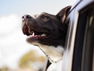 De nombreux appels pour des chiens laissés dans la voiture, des commerces offrent des alternatives