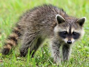 État de la situation sur la rage du raton laveur