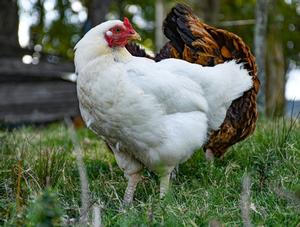 Poules urbaines : les risques et les défis