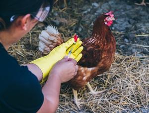 Influenza aviaire hautement pathogène H5N1 au Québec