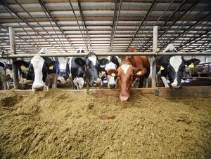 Loi sur les agronomes : les agronomes et le MAPAQ vont trop loin!