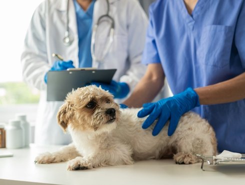 L’indépendance professionnelle, au cœur des actions de l’Ordre des médecins vétérinaires du Québec!