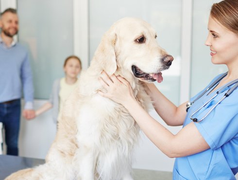 Pratiques commerciales des établissements  vétérinaires : il est toujours temps d’agir!